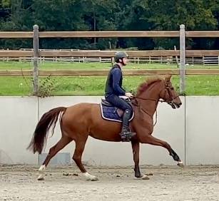 Cavalla Westphalien In vendita 2016 Sauro