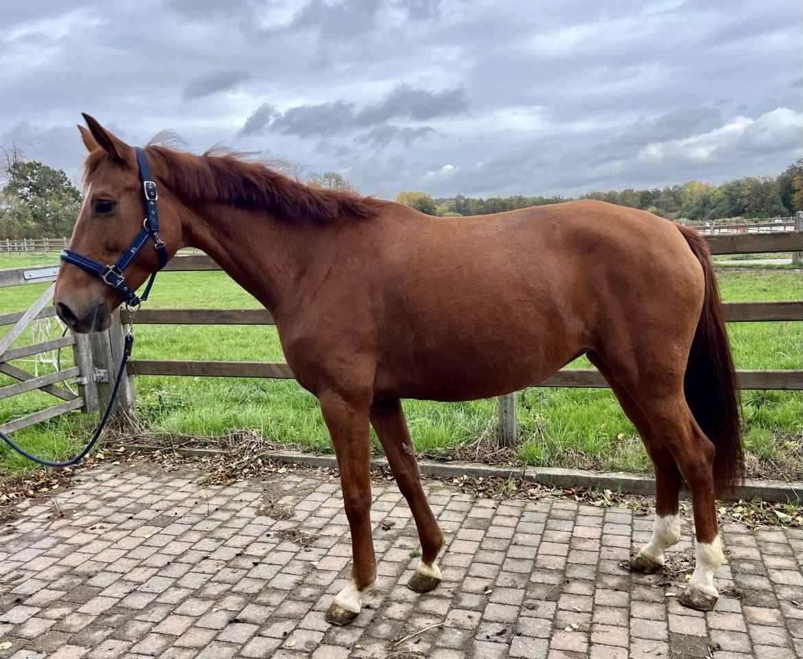 Cavalla Westphalien In vendita 2016 Sauro