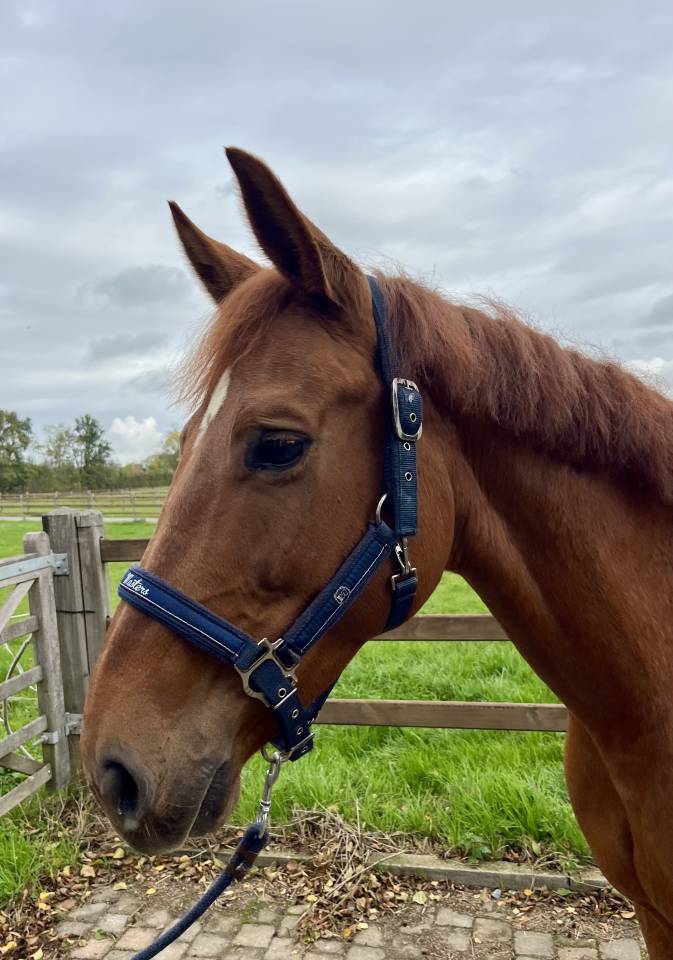 Cavalla Westphalien In vendita 2016 Sauro