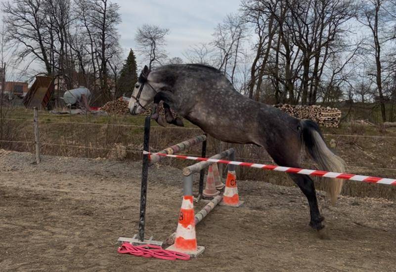 Castrone PRE Andaluso In vendita 2019 Grigio ,  RECUERDO ER