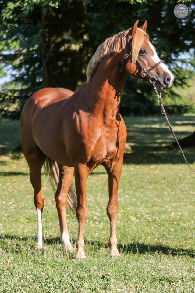 Puledra Welsh Poney (Sezione B) In vendita 2025 Sauro ,  EYARTH ANOKI