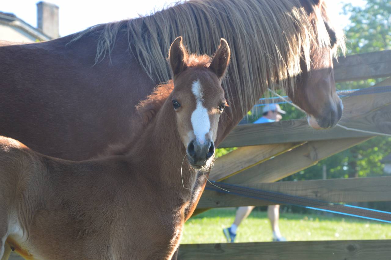 Puledra Welsh Poney (Sezione B) In vendita 2025 Sauro ,  EYARTH ANOKI
