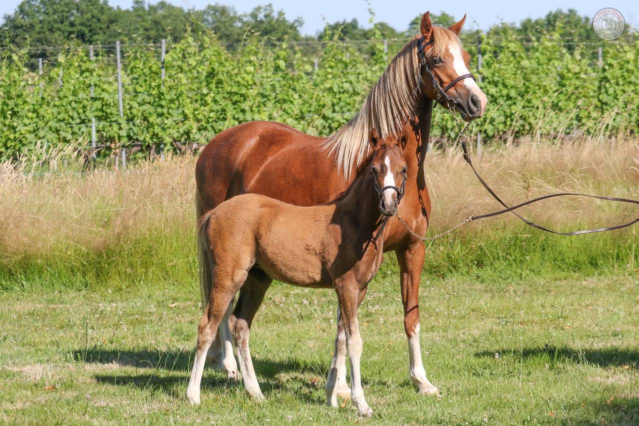 Puledra Welsh Poney (Sezione B) In vendita 2025 Sauro ,  EYARTH ANOKI