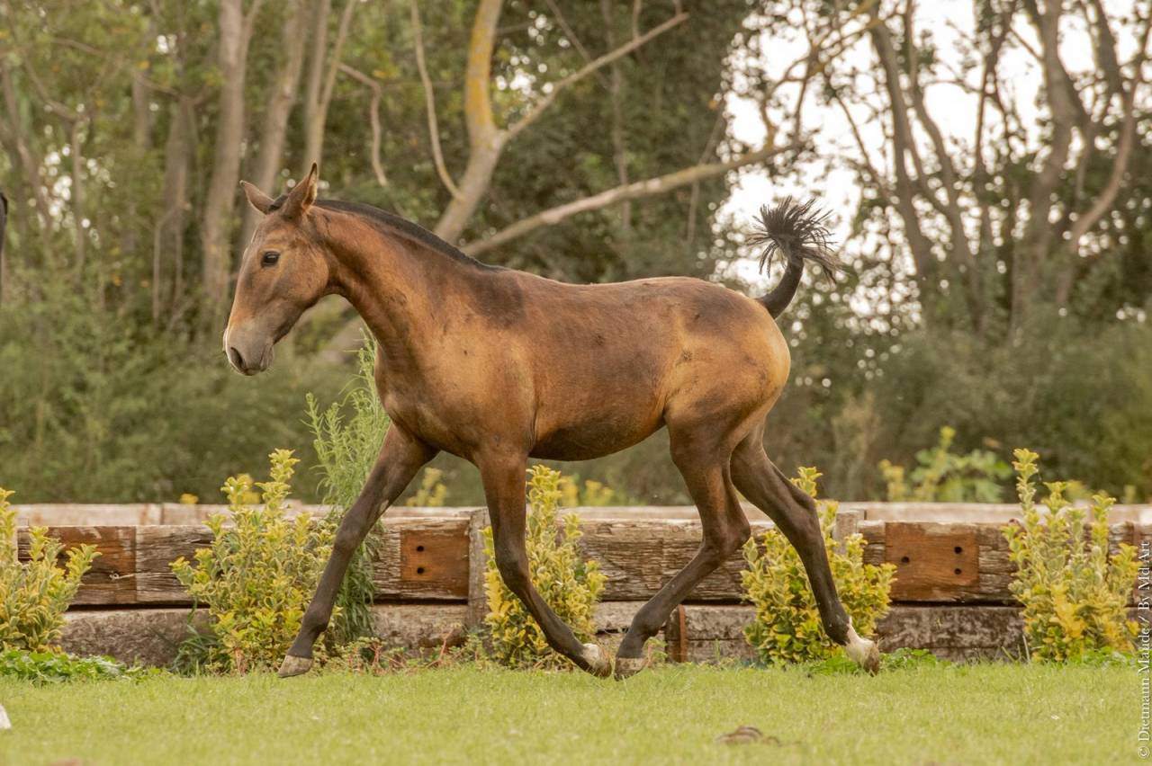 Puledra Lusitano In vendita 2024 Grigio ,  Almansor SS
