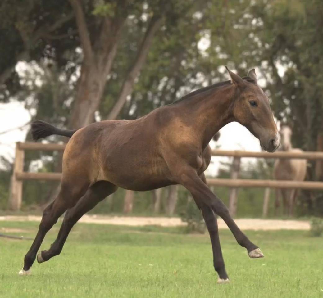 Puledra Lusitano In vendita 2024 Grigio ,  Almansor SS