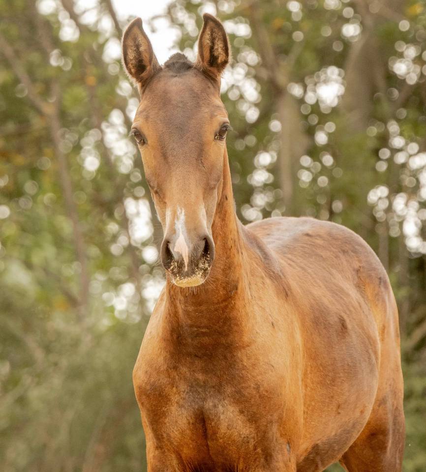 Puledra Lusitano In vendita 2024 Grigio ,  Almansor SS
