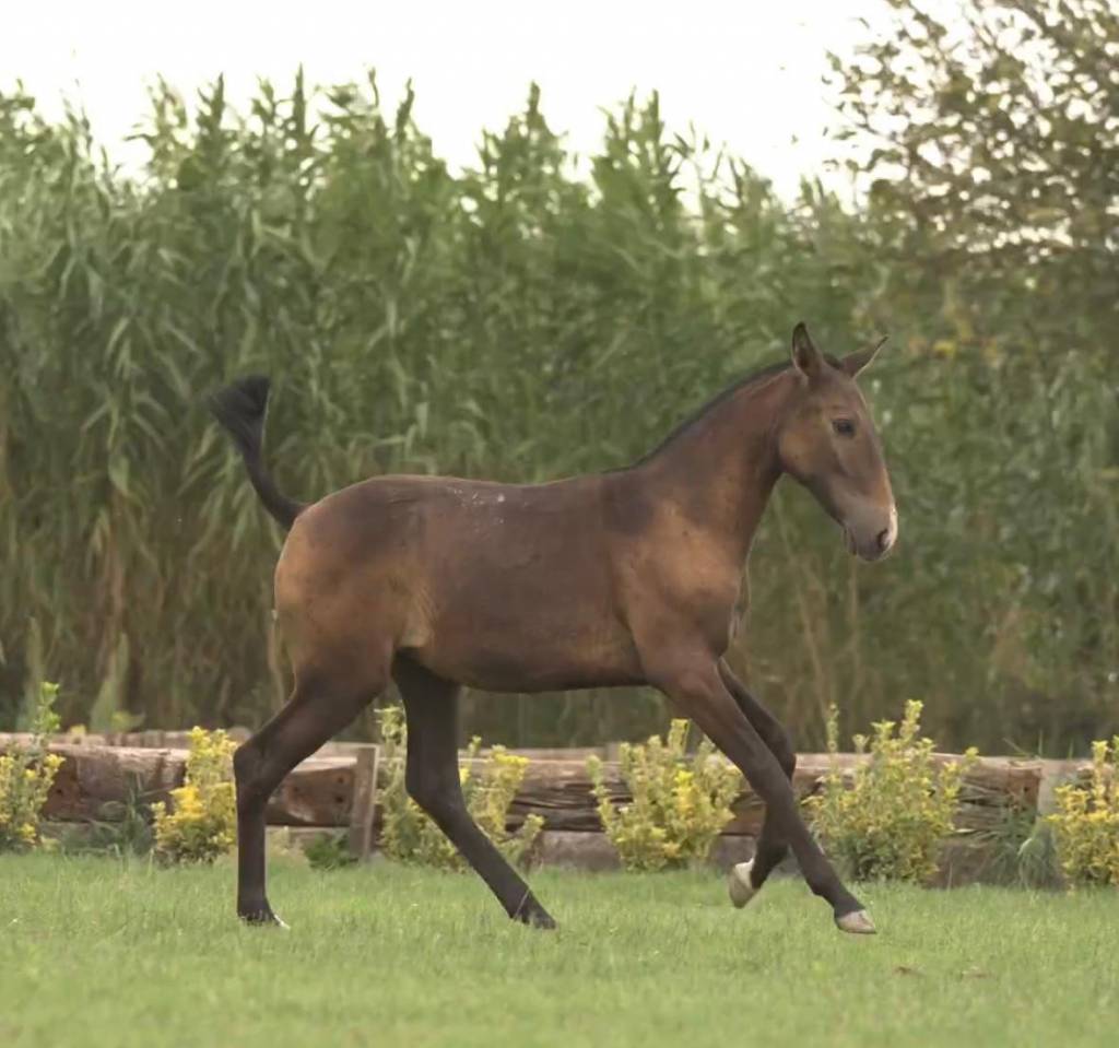 Puledra Lusitano In vendita 2024 Grigio ,  Almansor SS
