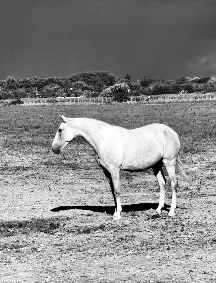 Puledra Lusitano In vendita 2024 Grigio ,  Almansor SS