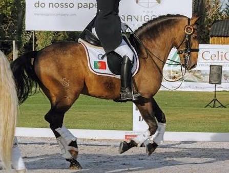 Puledra Lusitano In vendita 2024 Grigio ,  Almansor SS