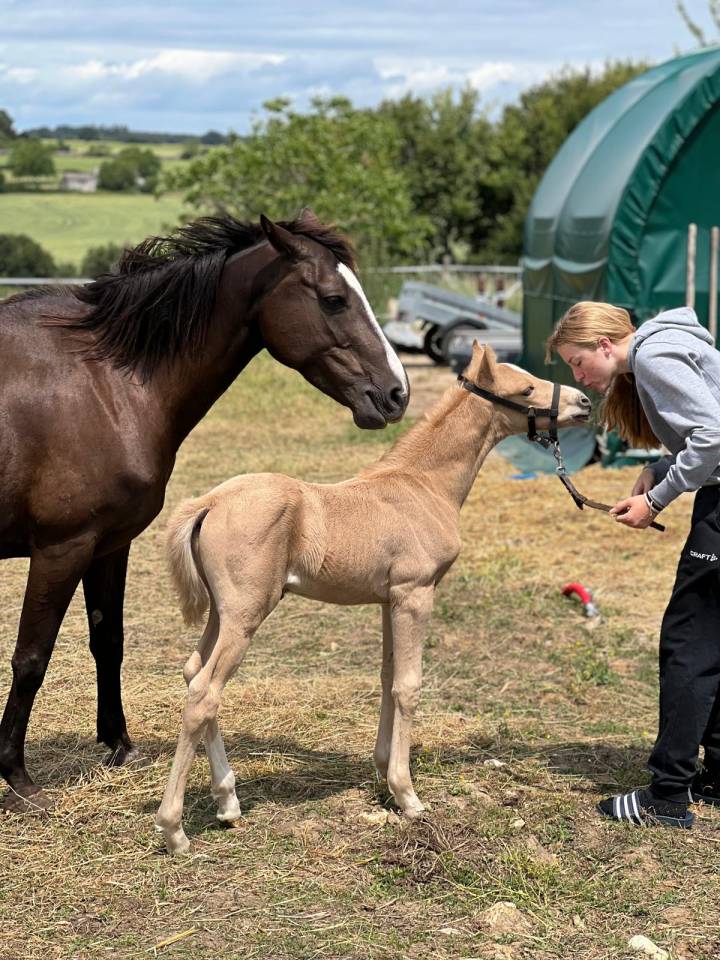 Puledro PFS Pony Francese da Sella In vendita 2025 Palomino