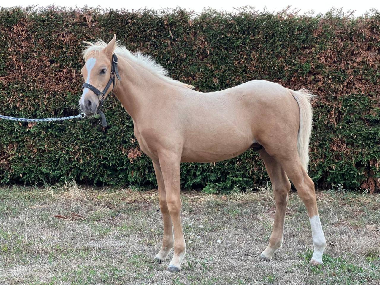 Puledro PFS Pony Francese da Sella In vendita 2025 Palomino