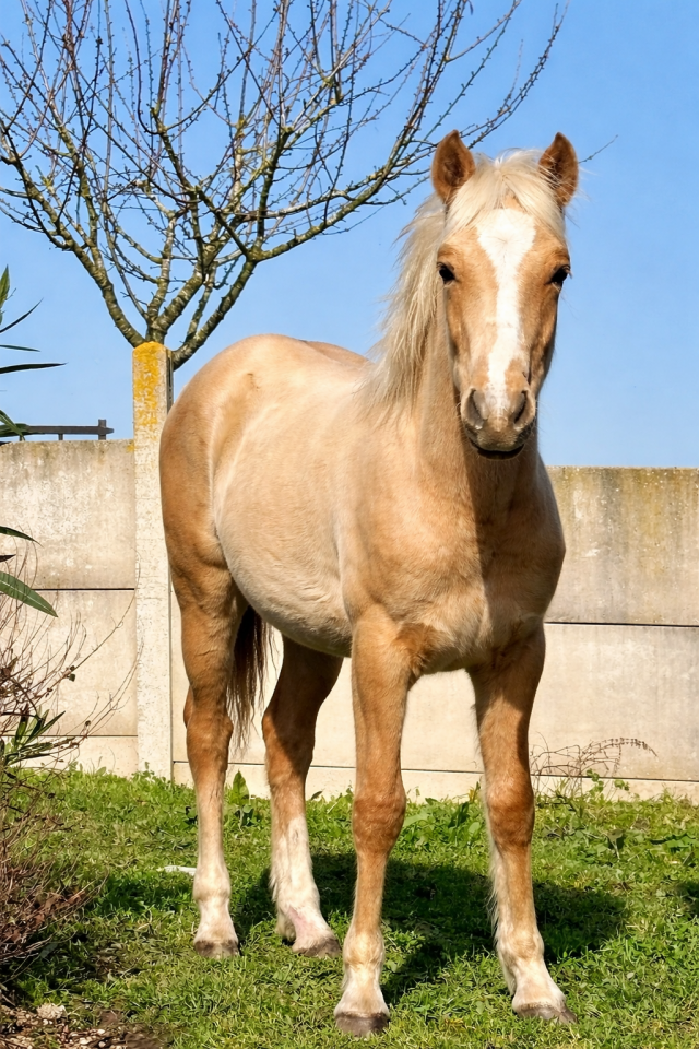 Puledro PFS Pony Francese da Sella In vendita 2025 Palomino