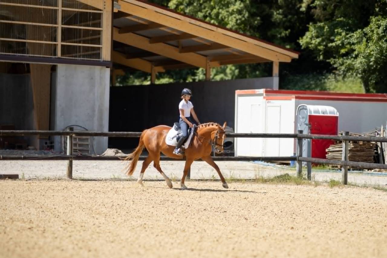 Cavalla Origine non conosciuta  In vendita 2019 Sauro