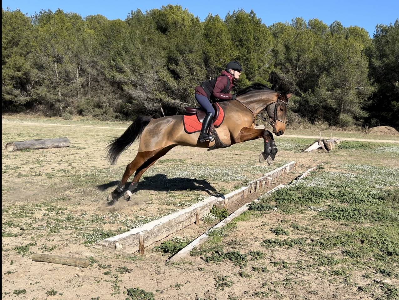 Castrone Sella Francese In vendita 2016 Baio ,  ENSOR VAN DE HEFFINCK