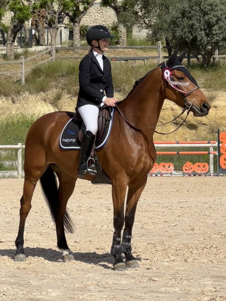 Castrone Sella Francese In vendita 2016 Baio ,  ENSOR VAN DE HEFFINCK