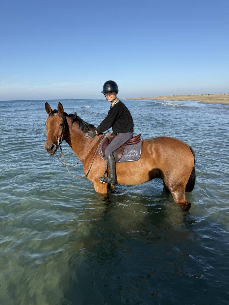 Castrone Sella Francese In vendita 2016 Baio ,  ENSOR VAN DE HEFFINCK