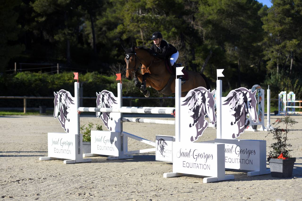 Castrone Sella Francese In vendita 2016 Baio ,  ENSOR VAN DE HEFFINCK