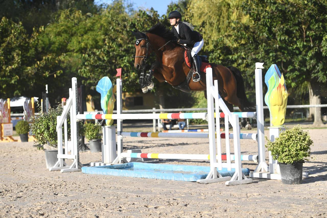 Castrone Sella Francese In vendita 2016 Baio ,  ENSOR VAN DE HEFFINCK