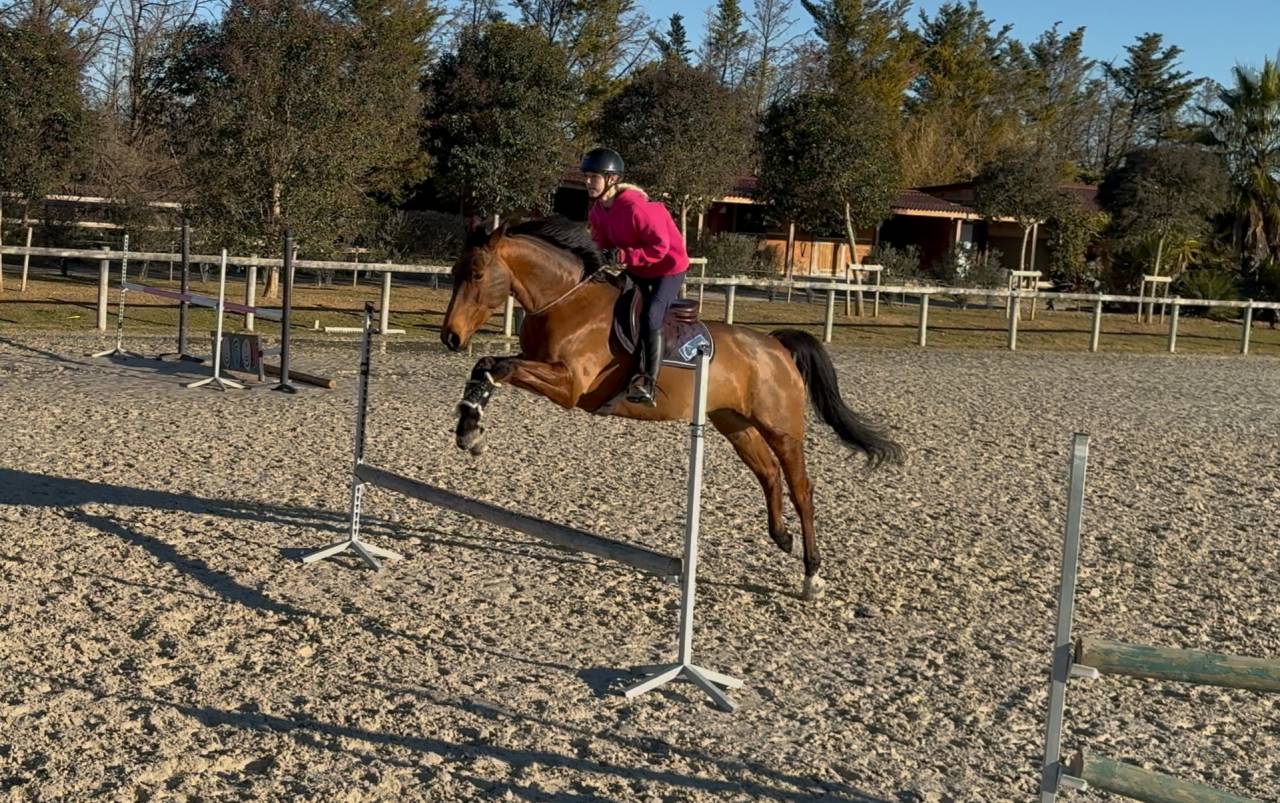 Castrone Sella Francese In vendita 2016 Baio ,  ENSOR VAN DE HEFFINCK