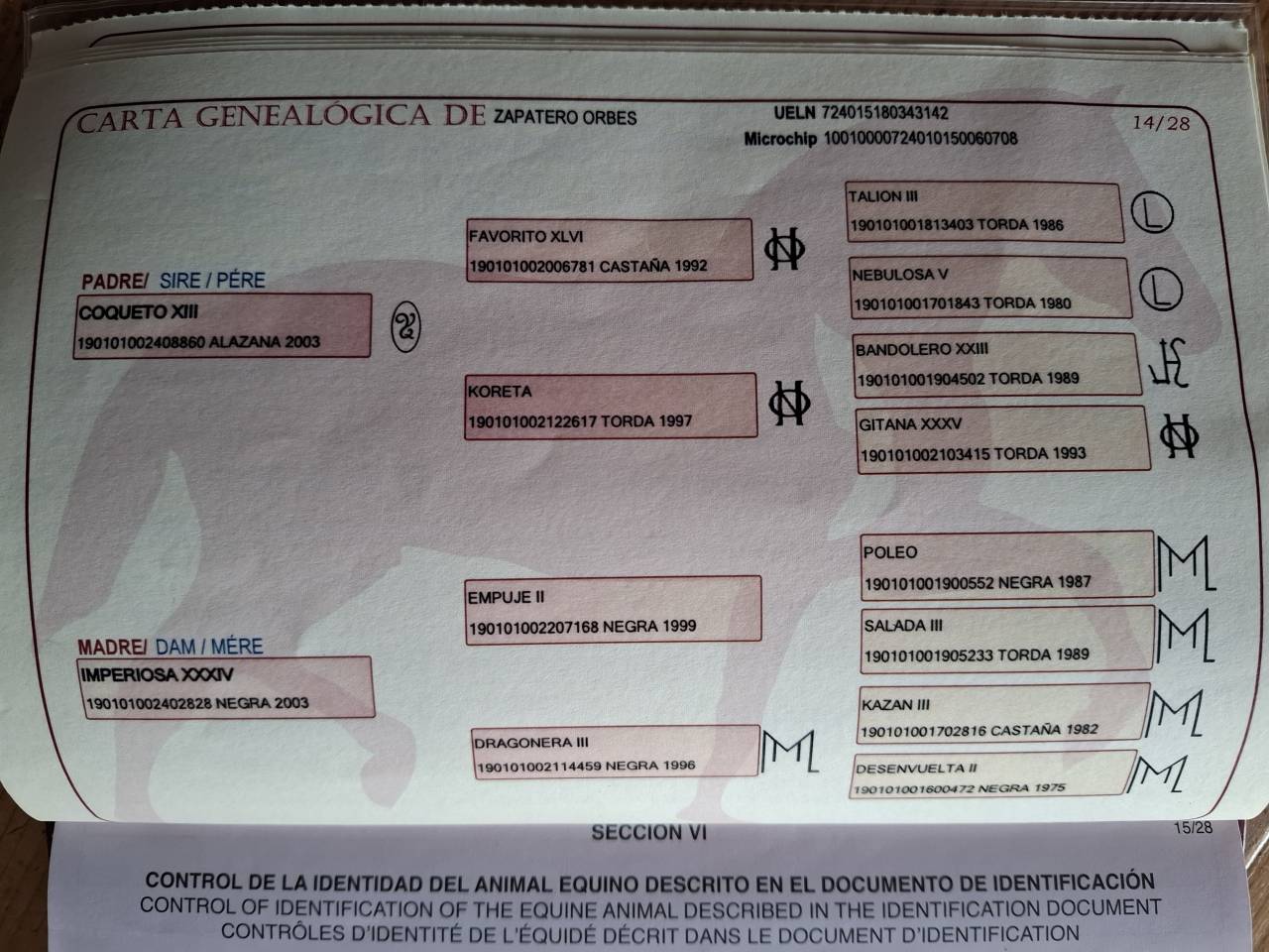 Castrone PRE Andaluso In vendita 2018 Nero ,  coqueto
