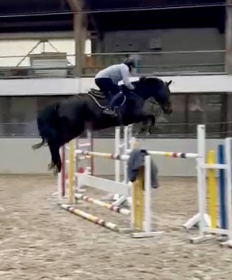 Castrone Hanovrien In vendita 2016 Baio scuro