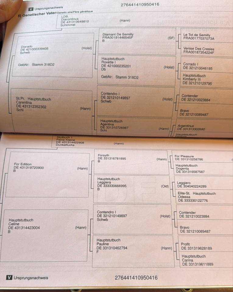 Castrone Hanovrien In vendita 2016 Baio scuro