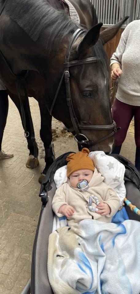 Castrone Hanovrien In vendita 2016 Baio scuro