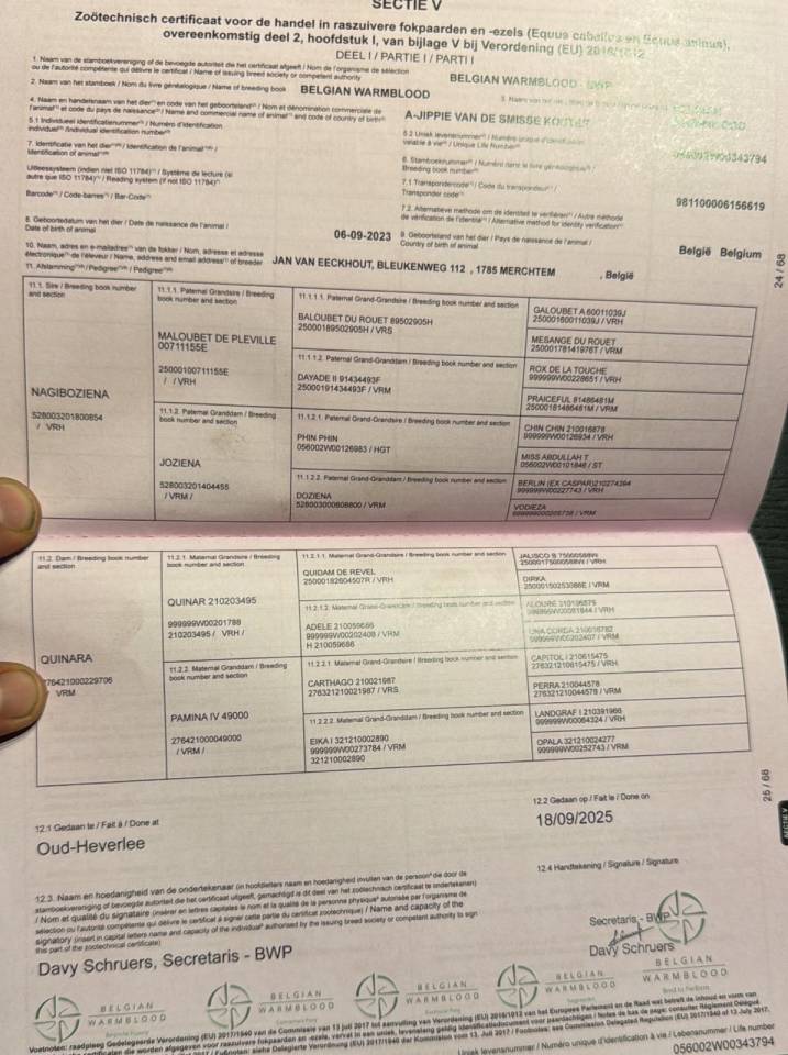 Stallone BWP Cavallo da Sangue Belgio In vendita 2023 Sauro