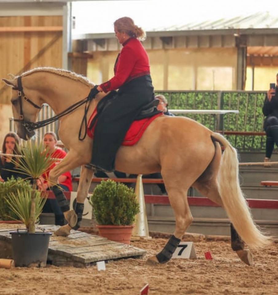Puledra Lusitano In vendita 2025 Isabella ,  Pablo du chalet