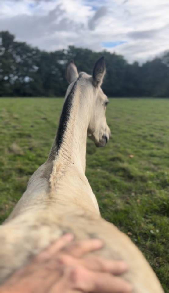 Puledra Lusitano In vendita 2025 Isabella ,  Pablo du chalet