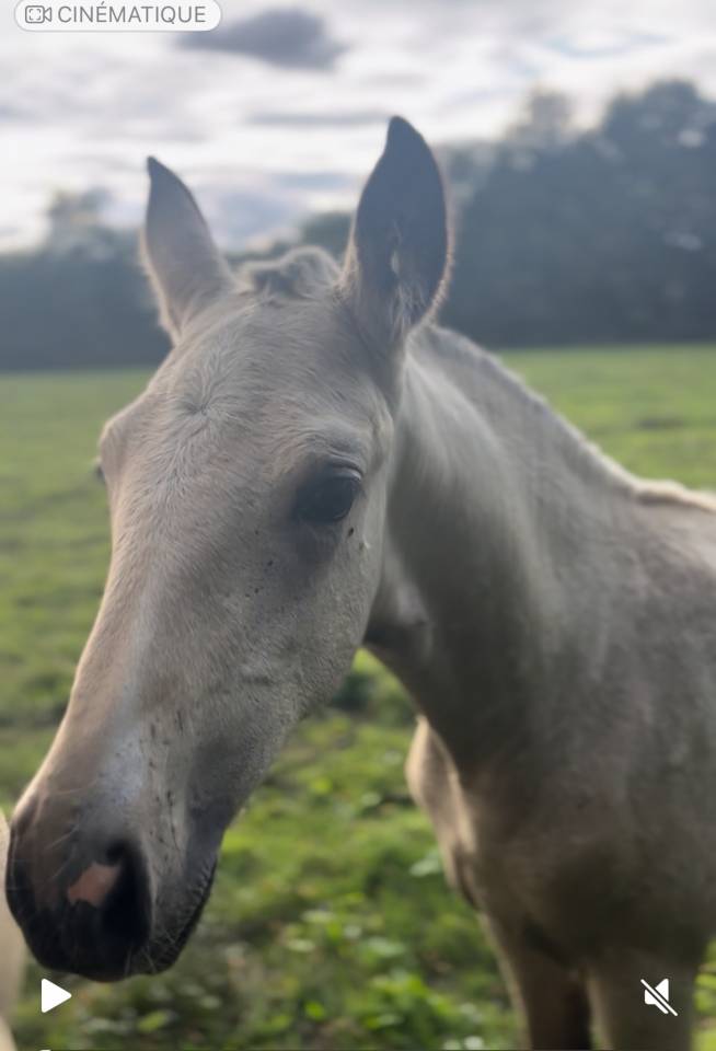 Puledra Lusitano In vendita 2025 Isabella ,  Pablo du chalet