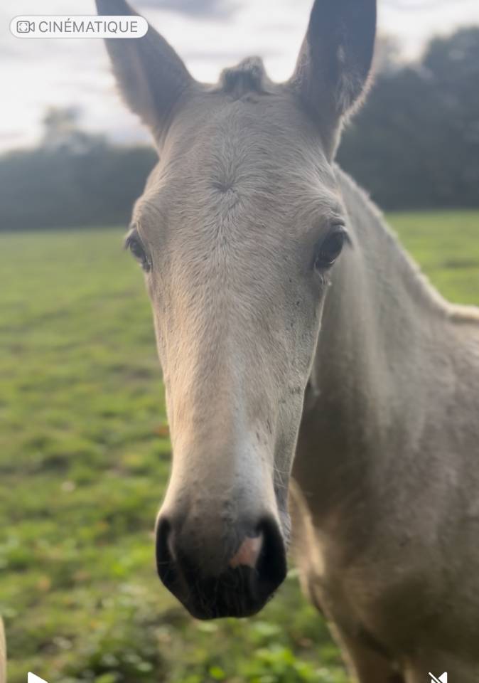 Puledra Lusitano In vendita 2025 Isabella ,  Pablo du chalet