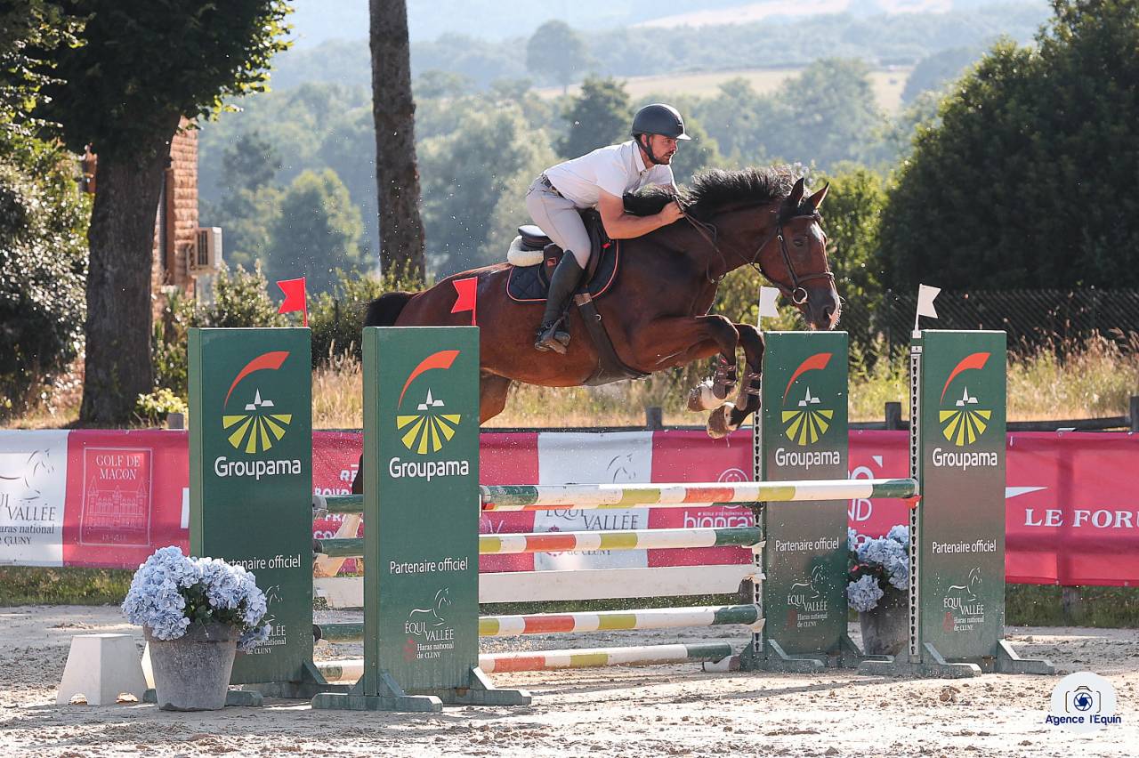 Castrone Sella Francese In vendita 2021 Baio