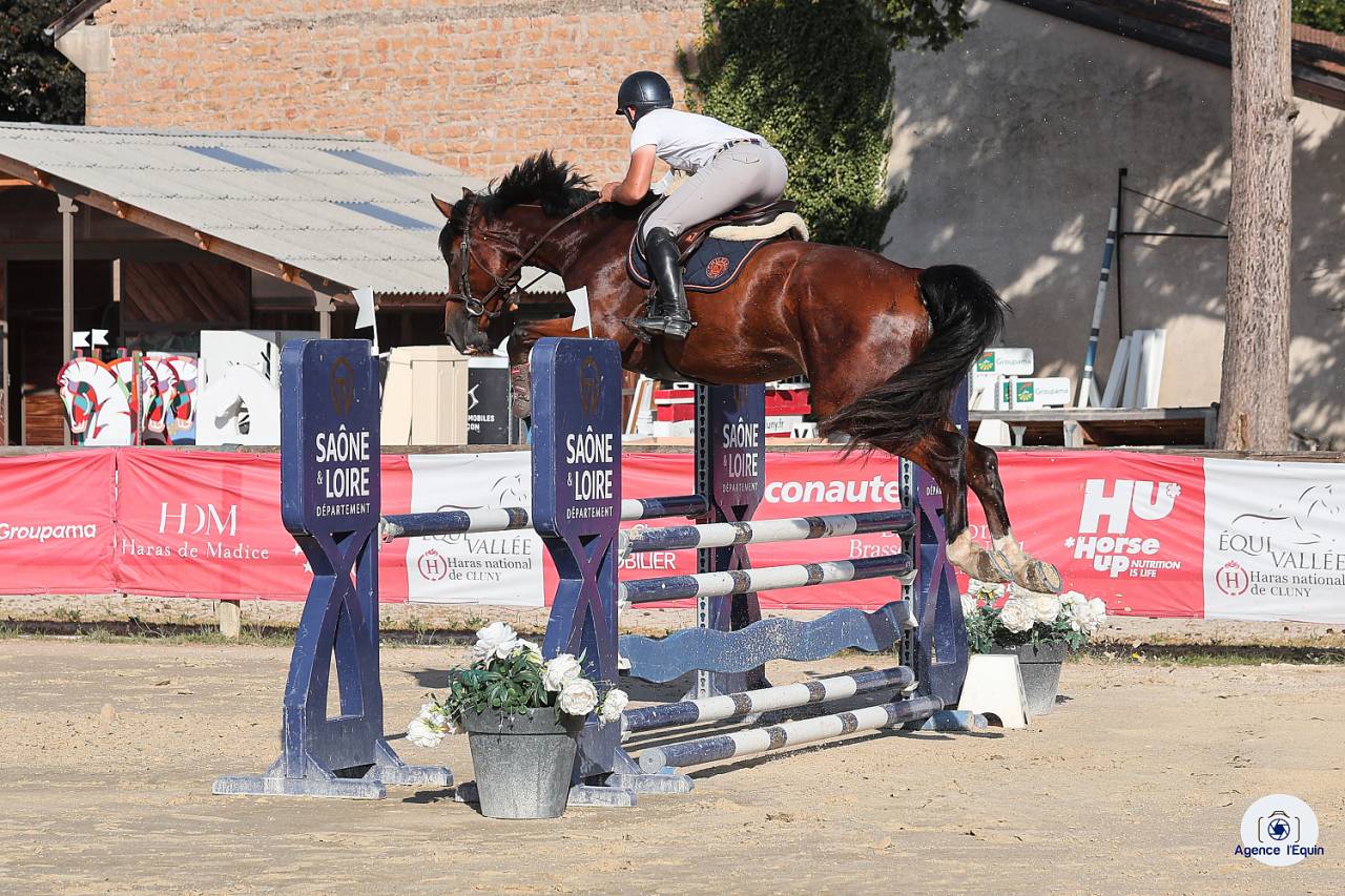 Castrone Sella Francese In vendita 2021 Baio