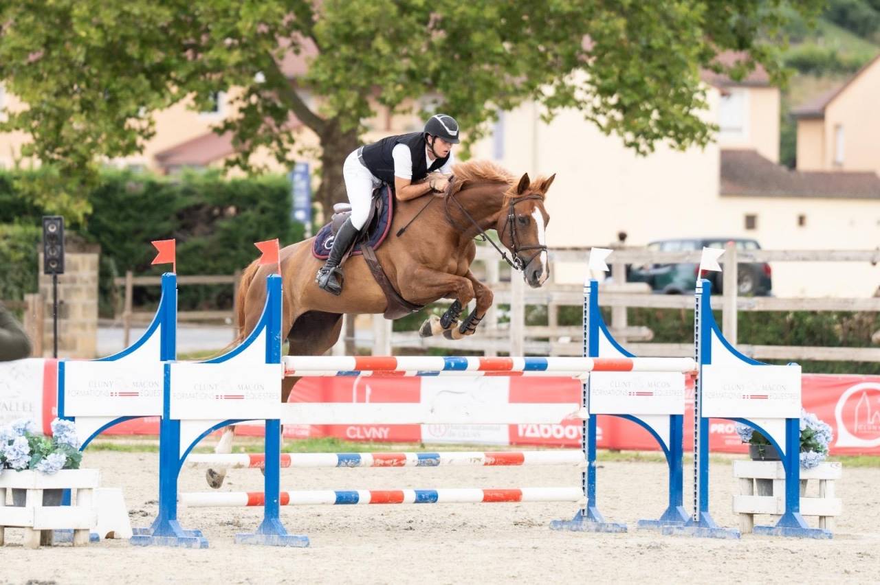 Cavalla Sella Francese In vendita 2016 Sauro brulé