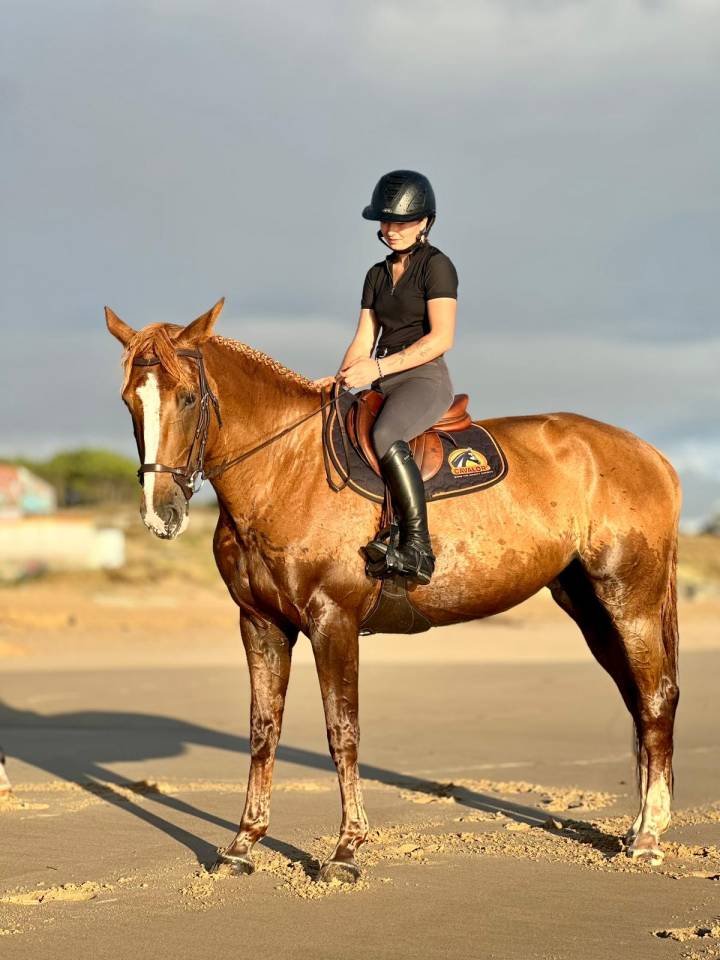 Cavalla Sella Francese In vendita 2016 Sauro brulé