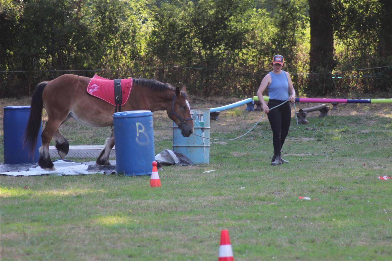 Puledra Ardennais In vendita 2023 Baio ,  VIOLANT D HAGNICOURT