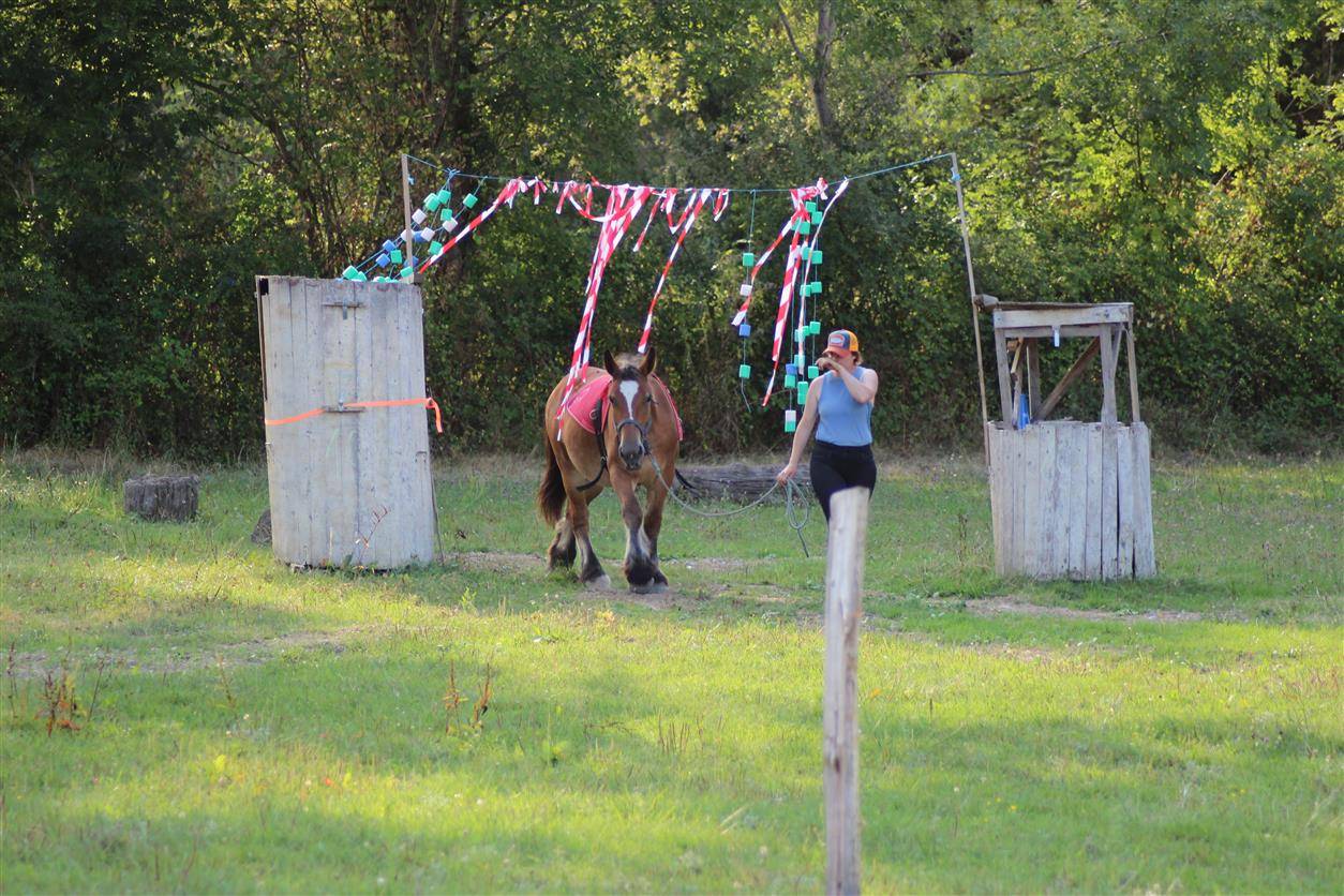 Puledra Ardennais In vendita 2023 Baio ,  VIOLANT D HAGNICOURT