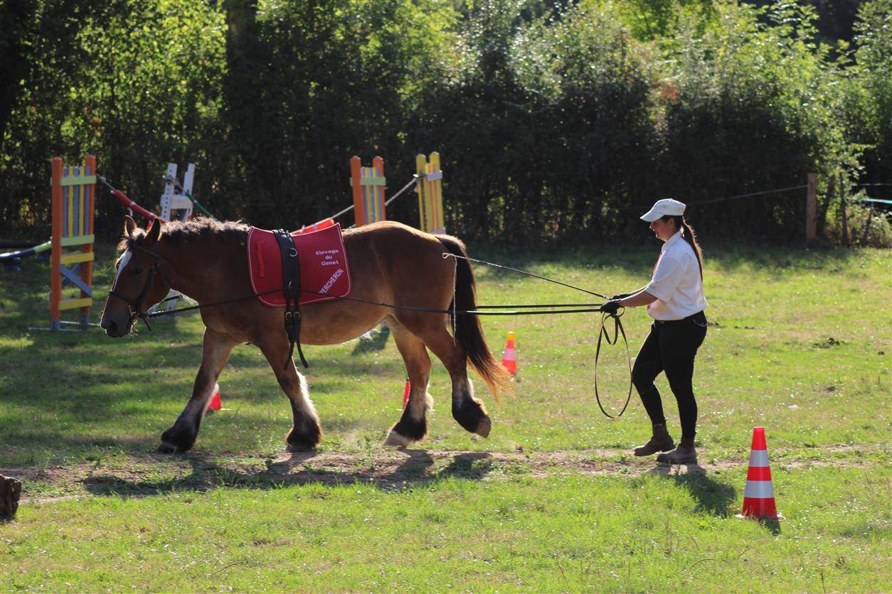 Puledra Ardennais In vendita 2023 Baio ,  VIOLANT D HAGNICOURT