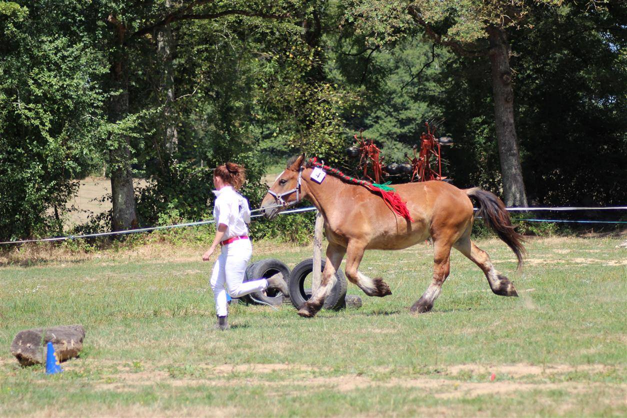 Puledra Ardennais In vendita 2023 Baio ,  VIOLANT D HAGNICOURT