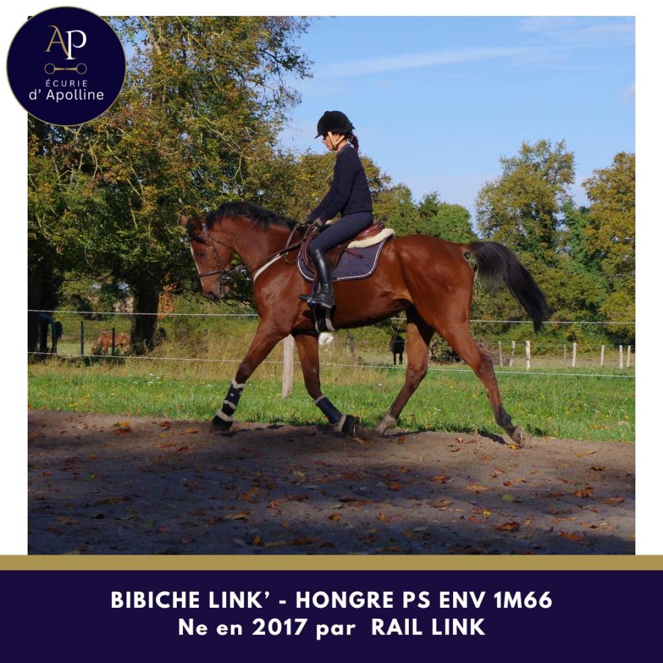 Castrone Purosangue In vendita 2017 Baio