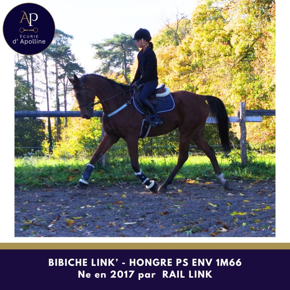 Castrone Purosangue In vendita 2017 Baio