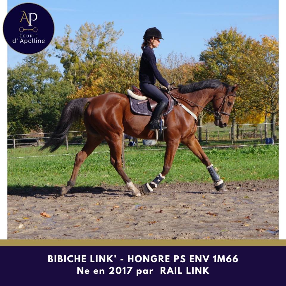 Castrone Purosangue In vendita 2017 Baio