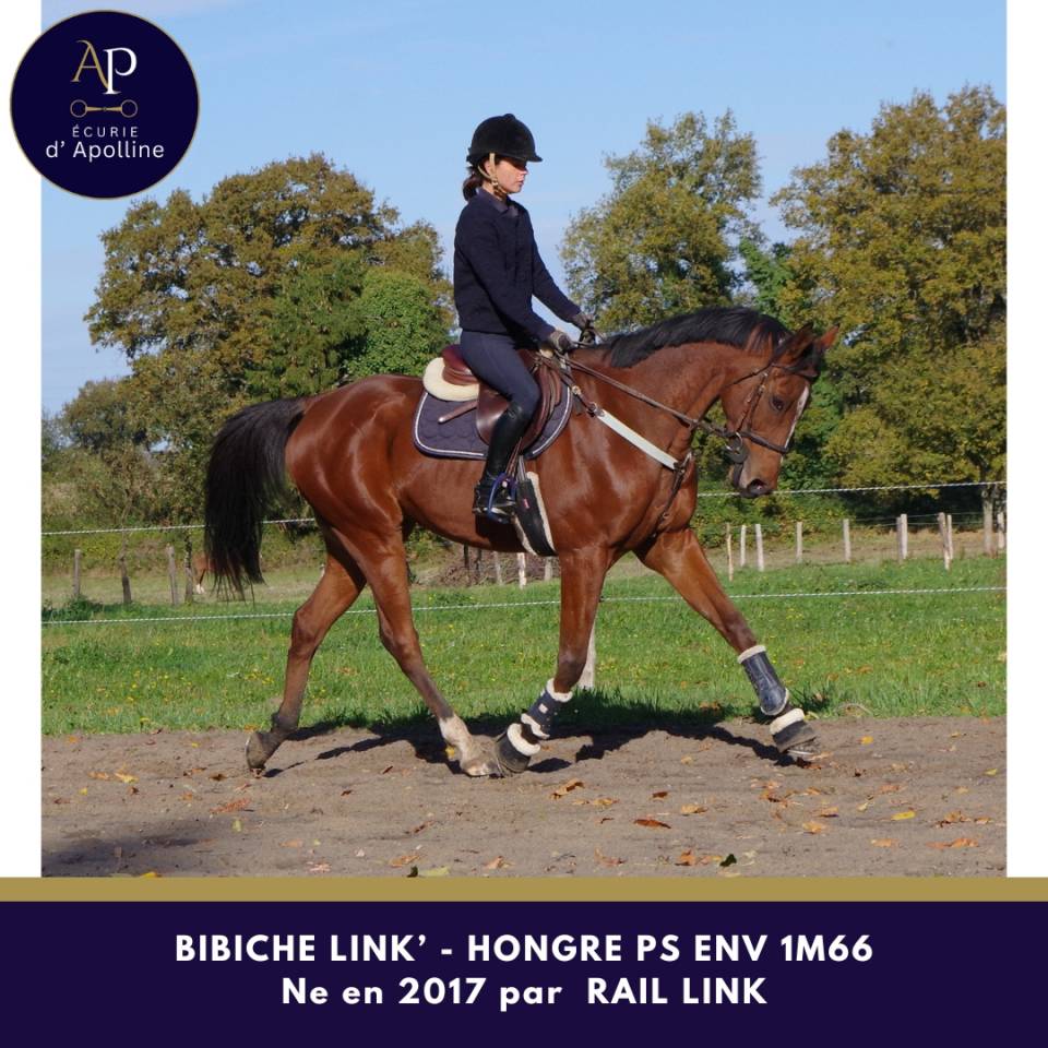 Castrone Purosangue In vendita 2017 Baio