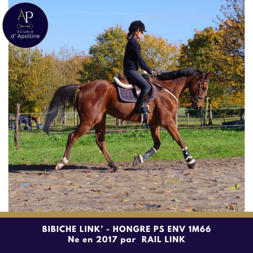 Castrone Purosangue In vendita 2017 Baio