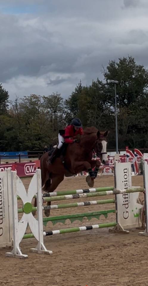 Castrone Zangersheide In vendita 2018 Sauro