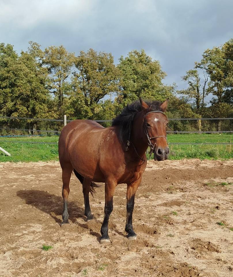 Cavalla Connemara In vendita 2019 Baio ,  TITUS DE LIAF