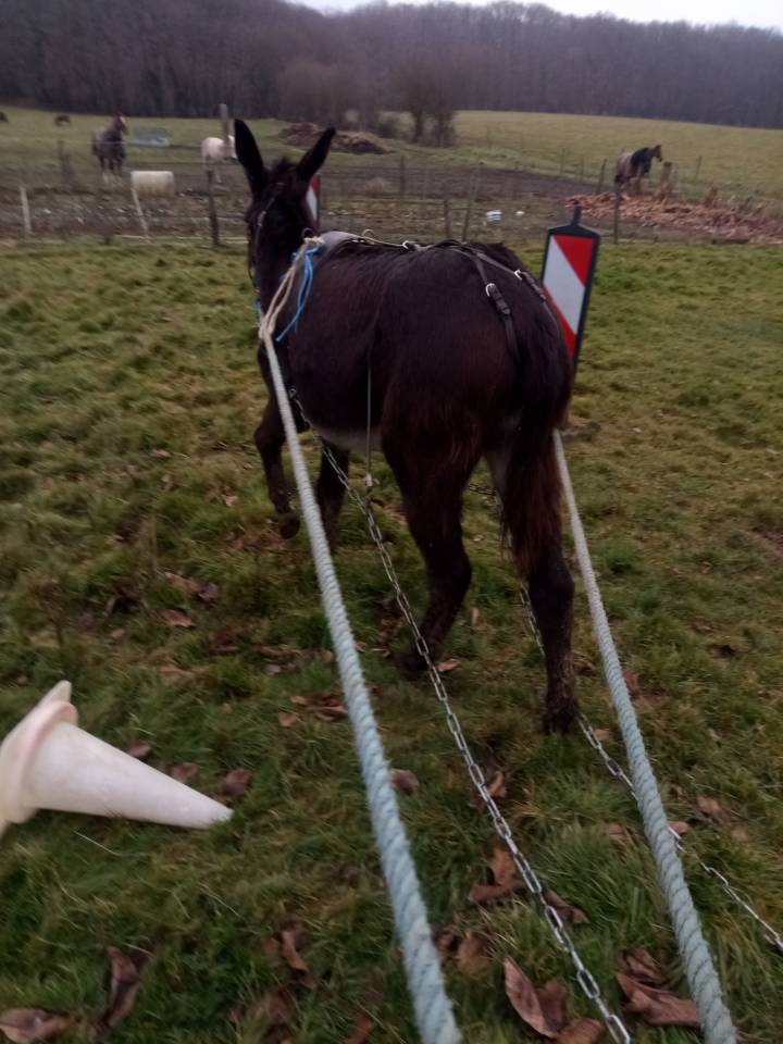 Asno Altre Razze di Asini In vendita 2023 Nero