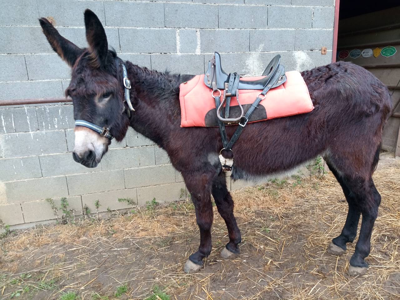 Asno Altre Razze di Asini In vendita 2023 Nero