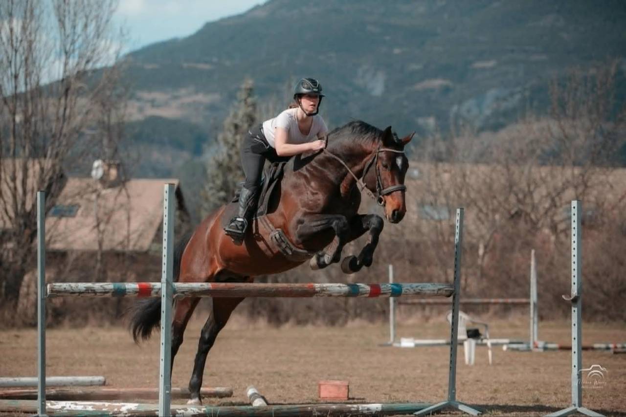 Intero Origine non conosciuta  In vendita 2020 Baio scuro